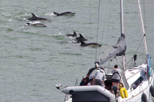 26 June 2021 - 11-13-14
An ethologist could likely tell you if this is one family group. So go ask one.
---------------
Dolphin invasion of the river Dart, Dartmouth
